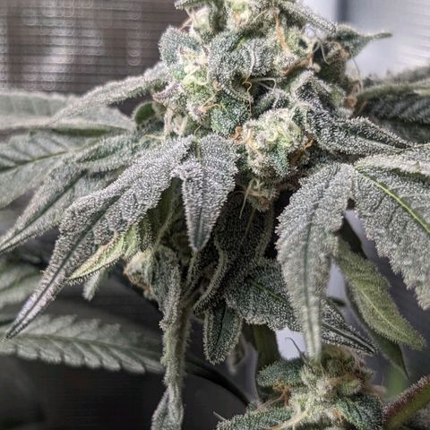 Strawberry Zwish 🍓 growlog timeline photo