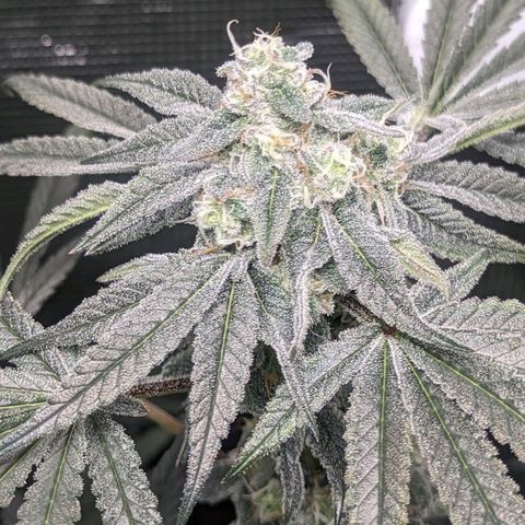 Strawberry Zwish 🍓 growlog timeline photo