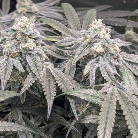 Strawberry Zwish 🍓 growlog timeline photo