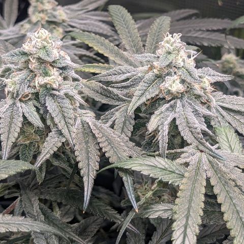 Strawberry Zwish 🍓 growlog timeline photo
