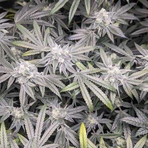 Strawberry Zwish 🍓 growlog timeline photo