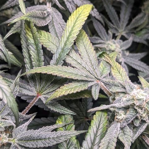 Strawberry Zwish 🍓 growlog timeline photo