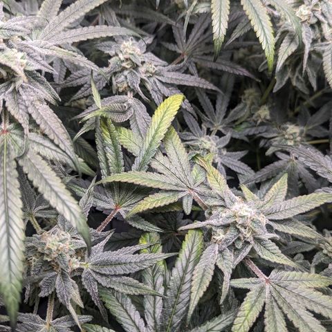 Strawberry Zwish 🍓 growlog timeline photo