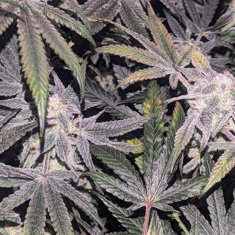 Strawberry Zwish 🍓 growlog timeline photo