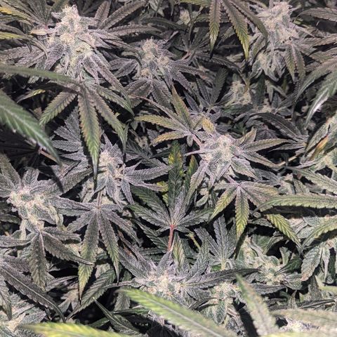 Strawberry Zwish 🍓 growlog timeline photo