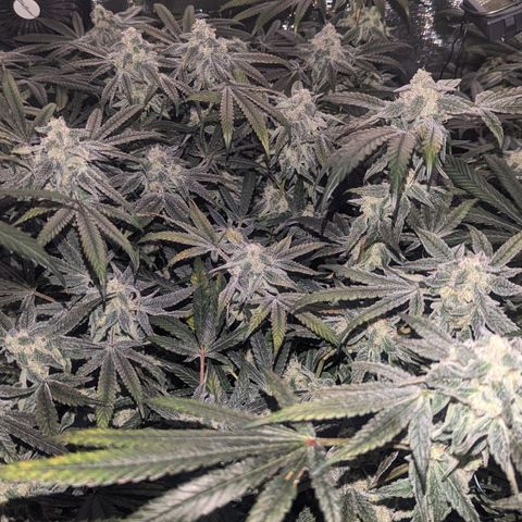 Strawberry Zwish 🍓 growlog timeline photo