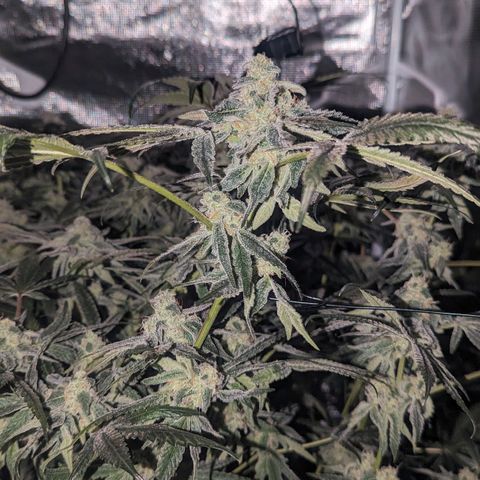 Strawberry Zwish 🍓 growlog timeline photo