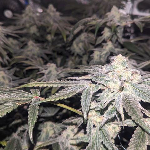 Strawberry Zwish 🍓 growlog timeline photo