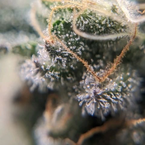 Strawberry Zwish 🍓 growlog timeline photo