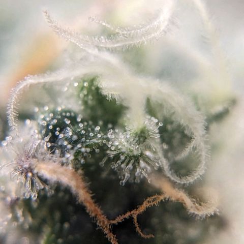 Strawberry Zwish 🍓 growlog timeline photo