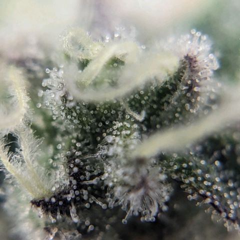 Strawberry Zwish 🍓 growlog timeline photo