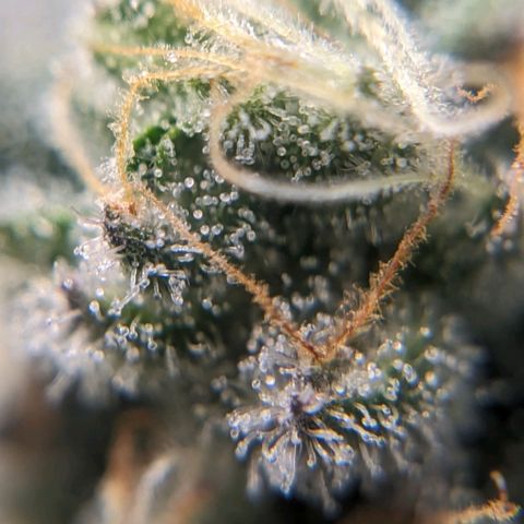Strawberry Zwish 🍓 growlog timeline photo