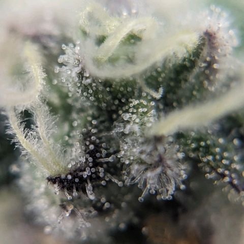 Strawberry Zwish 🍓 growlog timeline photo