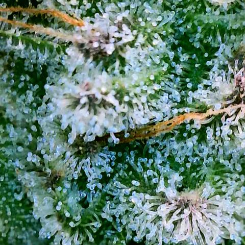 Strawberry Zwish 🍓 growlog timeline photo
