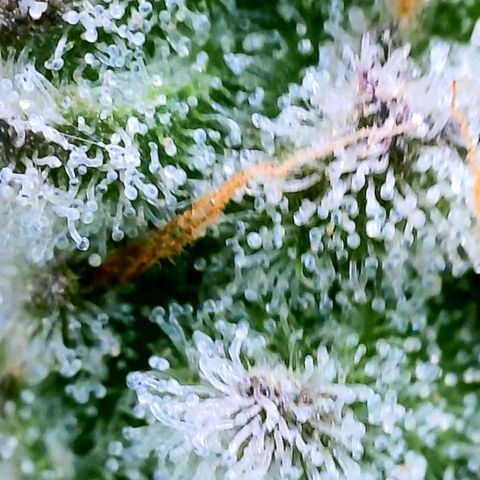 Strawberry Zwish 🍓 growlog timeline photo