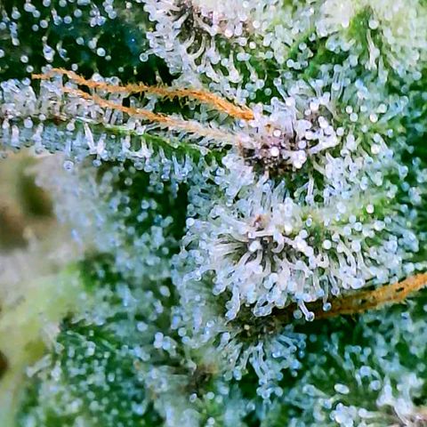 Strawberry Zwish 🍓 growlog timeline photo