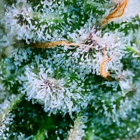 Strawberry Zwish 🍓 growlog timeline photo