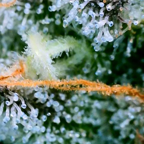 Strawberry Zwish 🍓 growlog timeline photo