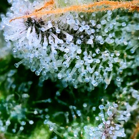 Strawberry Zwish 🍓 growlog timeline photo