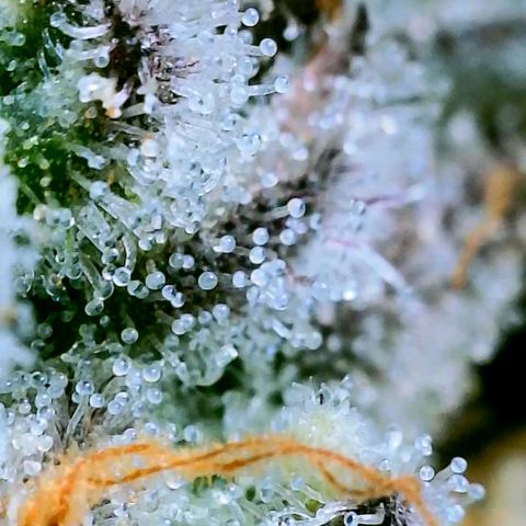 Strawberry Zwish 🍓 growlog timeline photo