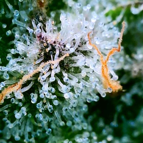 Strawberry Zwish 🍓 growlog timeline photo