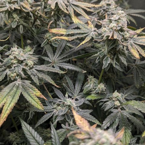 Strawberry Zwish 🍓 growlog timeline photo
