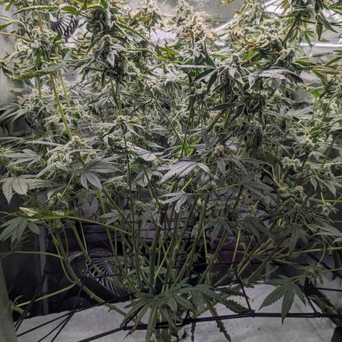 Strawberry Zwish 🍓 growlog timeline photo