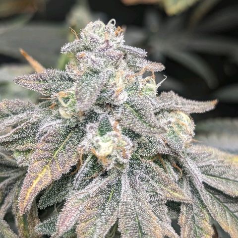 Strawberry Zwish 🍓 growlog timeline photo