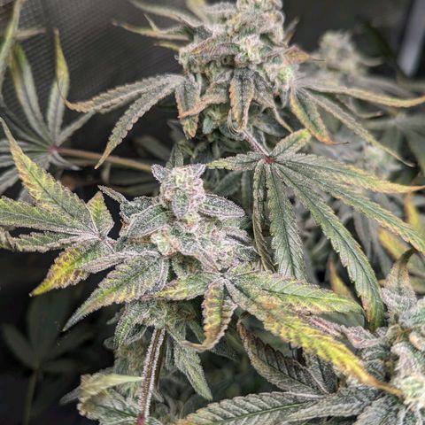 Strawberry Zwish 🍓 growlog timeline photo