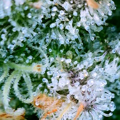 Strawberry Zwish 🍓 growlog timeline photo