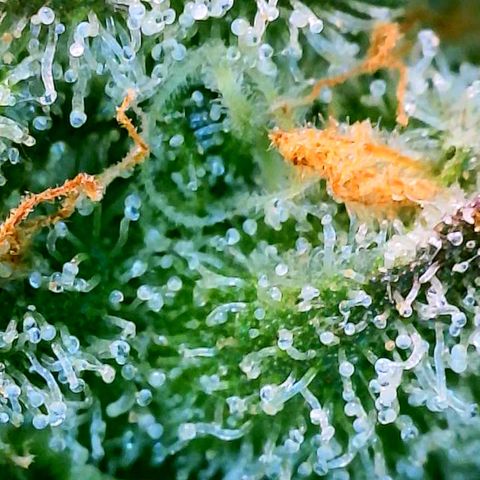 Strawberry Zwish 🍓 growlog timeline photo