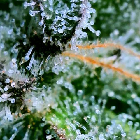 Strawberry Zwish 🍓 growlog timeline photo