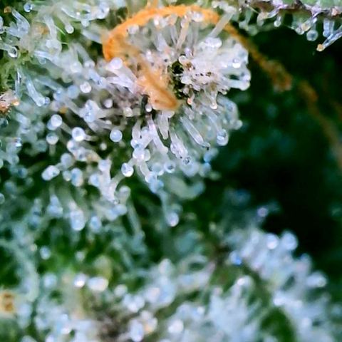 Strawberry Zwish 🍓 growlog timeline photo