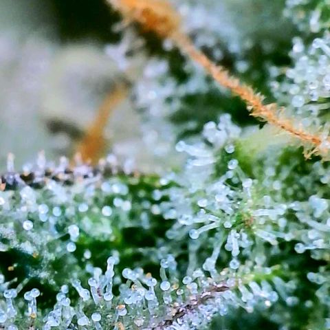 Strawberry Zwish 🍓 growlog timeline photo