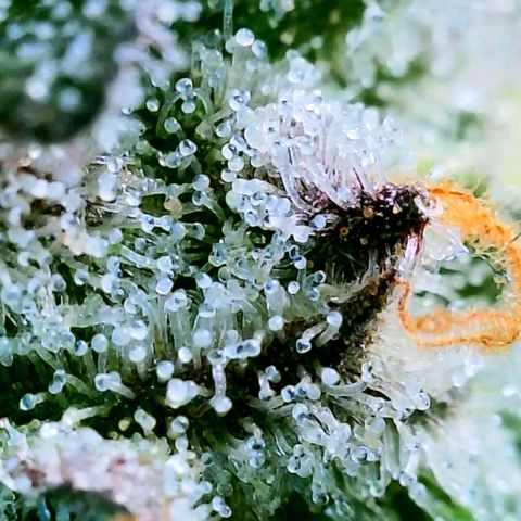 Strawberry Zwish 🍓 growlog timeline photo