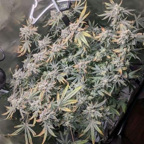 Strawberry Zwish 🍓 growlog timeline photo