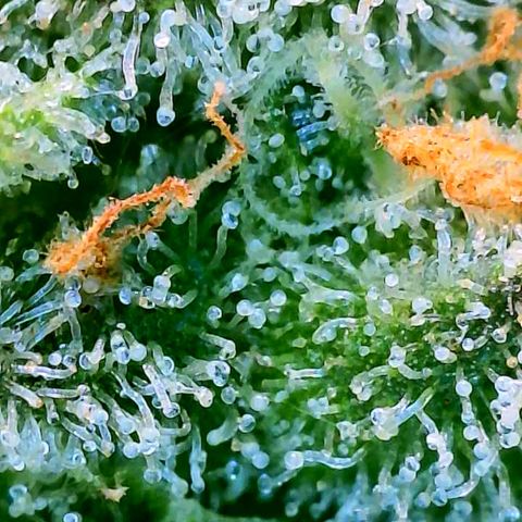 Strawberry Zwish 🍓 growlog timeline photo