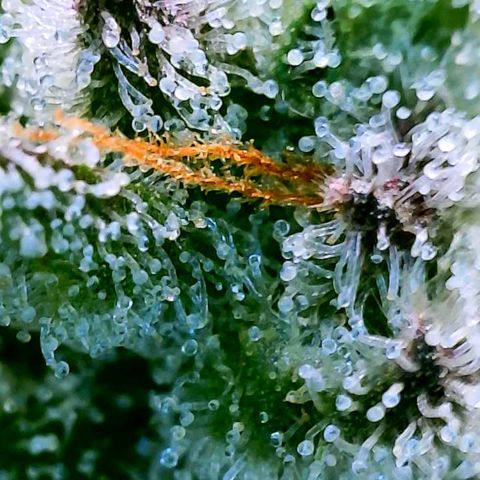 Strawberry Zwish 🍓 growlog timeline photo