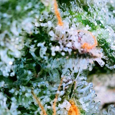 Strawberry Zwish 🍓 growlog timeline photo