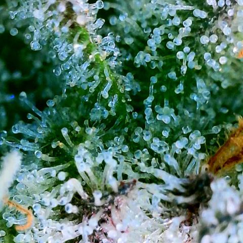 Strawberry Zwish 🍓 growlog timeline photo