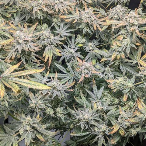 Strawberry Zwish 🍓 growlog timeline photo
