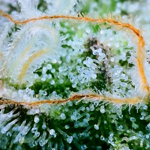 Strawberry Zwish 🍓 growlog timeline photo