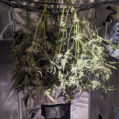 Strawberry Zwish 🍓 growlog timeline photo