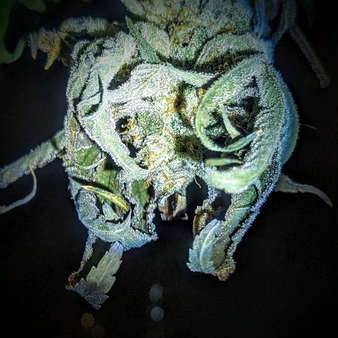 Strawberry Zwish 🍓 growlog timeline photo