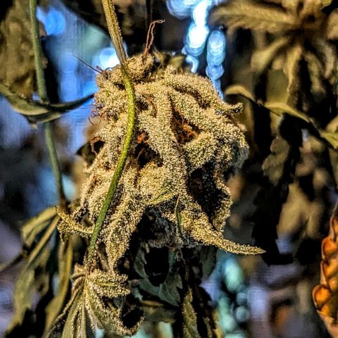 Strawberry Zwish 🍓 growlog timeline photo