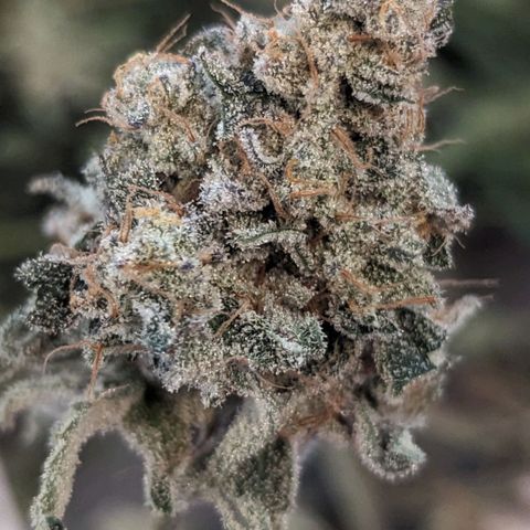 Strawberry Zwish 🍓 growlog timeline photo