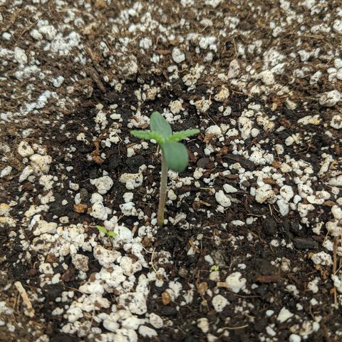 Double grape #1 growlog timeline photo