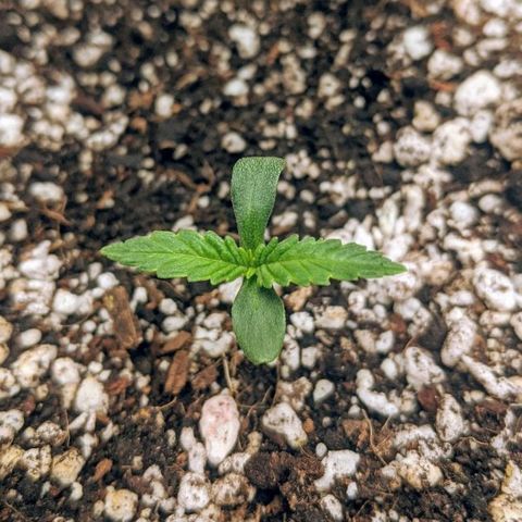 Double grape #1 growlog timeline photo