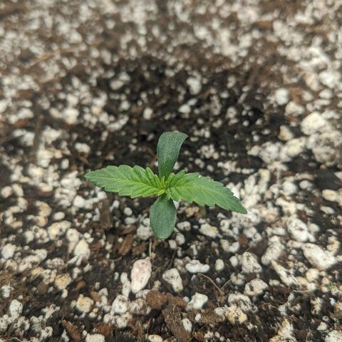 Double grape #1 growlog timeline photo