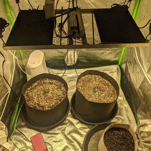 Double grape #1 growlog timeline photo